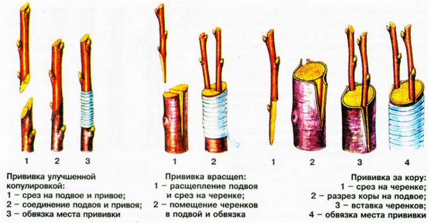 Способи щеплення Способи щеплення
