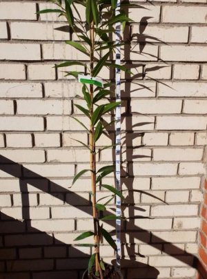 Акліматизація саджанця Акліматизація саджанця