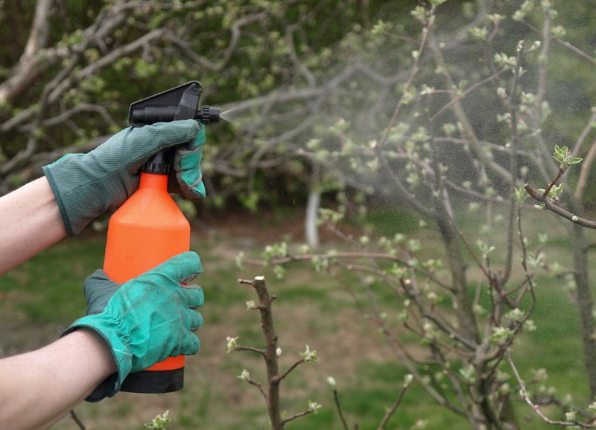 Обприскування вишні Обприскування вишні