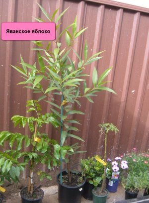 Вирощування яблук Біла Троянда в контейнері Вирощування яблук Біла Троянда в контейнері