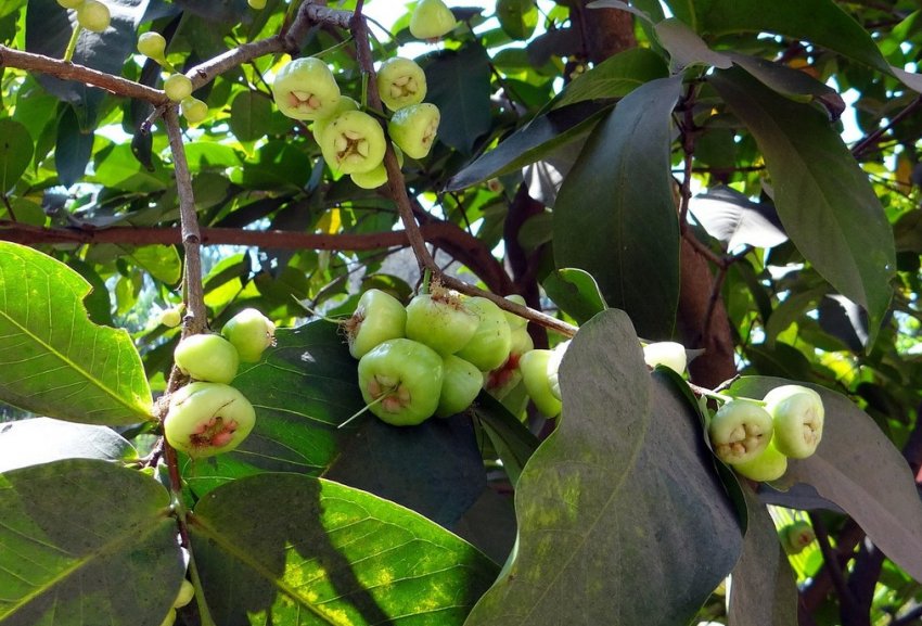 Яблуня Біла Троянда Яблуня Біла Троянда