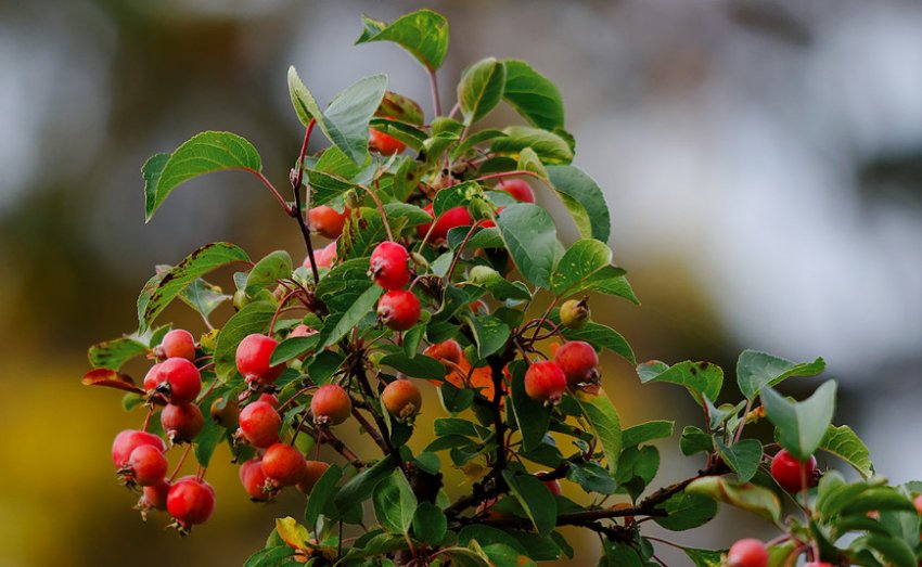 Китайська яблуня