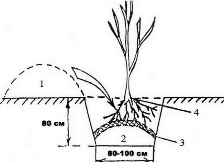 Схема посадки саджанці яблуні