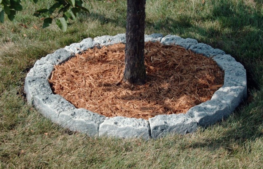 Мульчування яблуні