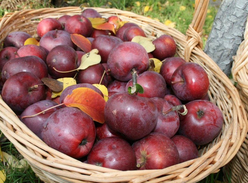 Врожай яблук Дарунок
