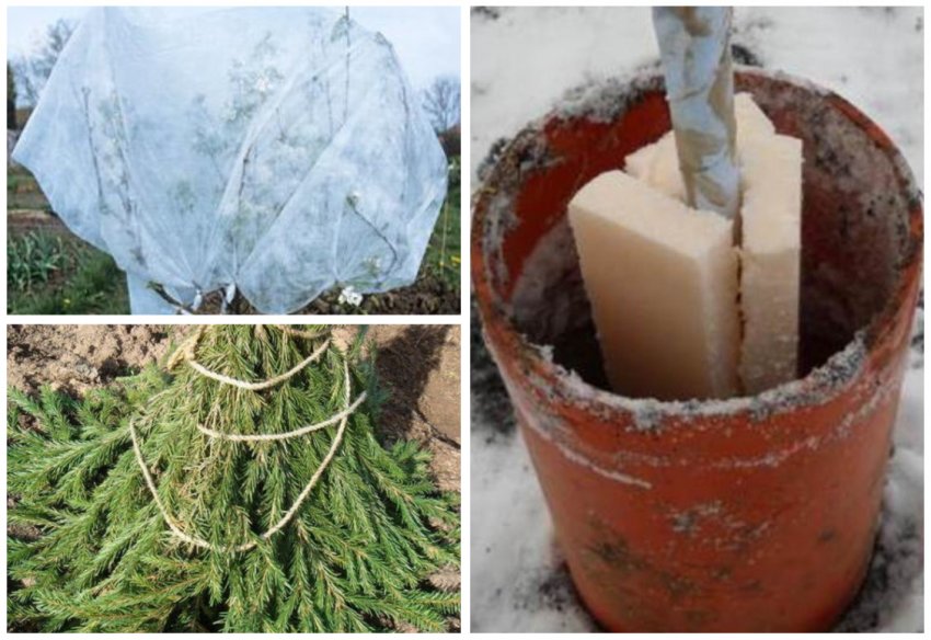 Утеплення молодий яблуні на зиму