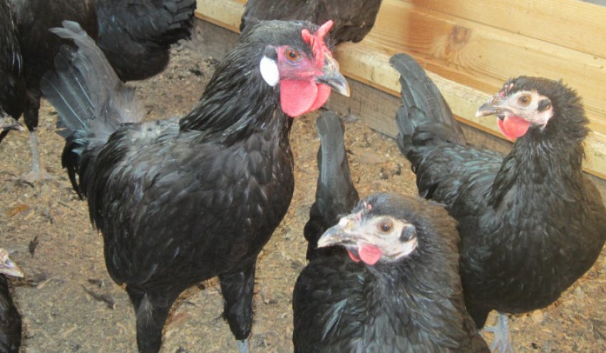 Линяння курей