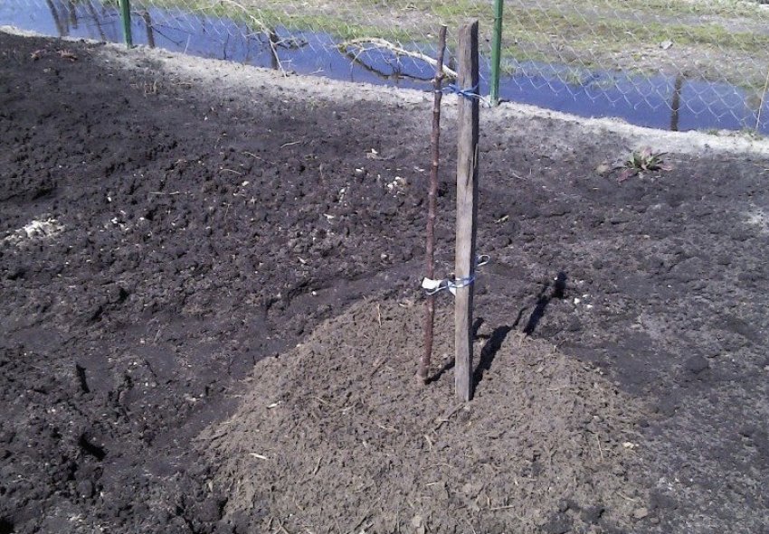 Осіння посадка яблуні Осіння посадка яблуні