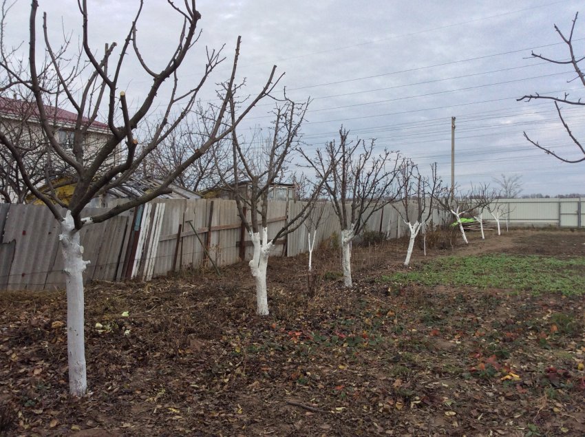 Побілка яблунь восени Побілка яблунь восени