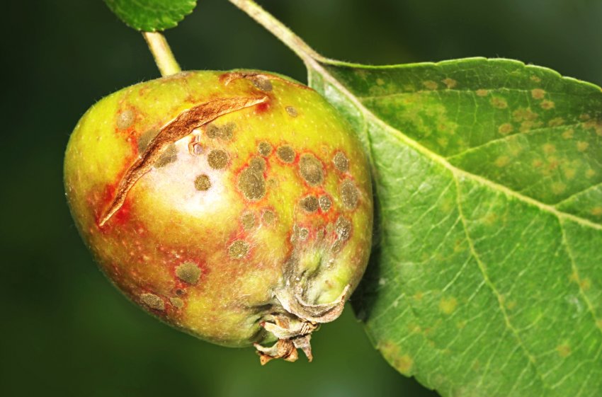 Парша яблуні Парша яблуні