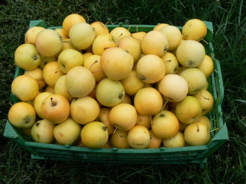 Сбор урожая яблок Уральское наливное