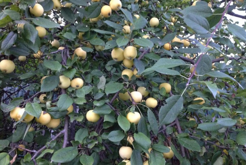Плодоношение яблони Уральское наливное