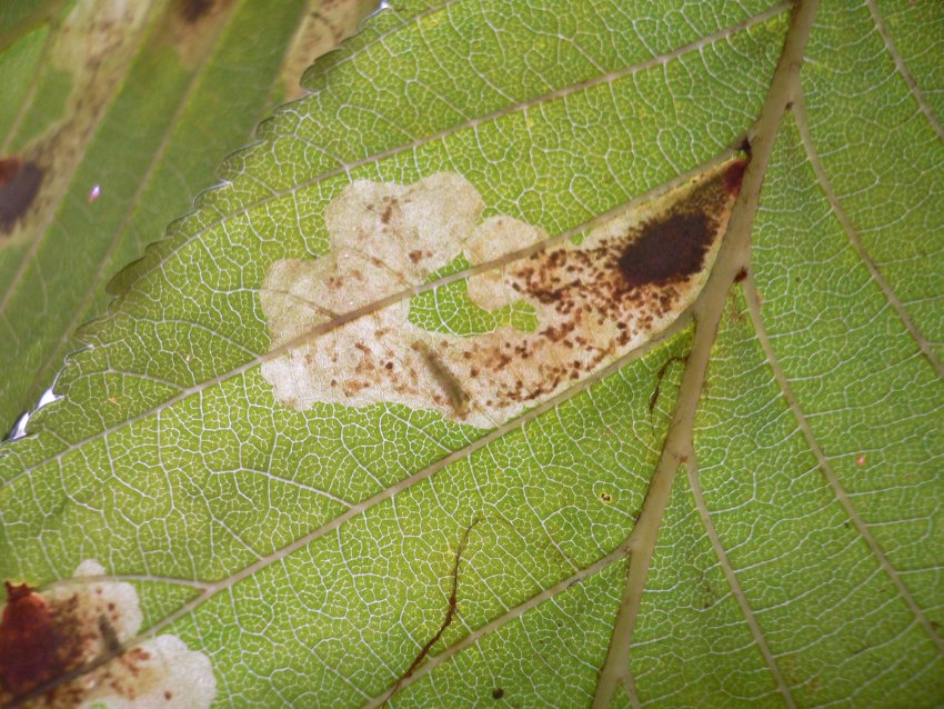 Ознака наявності мінуючої молі Ознака наявності мінуючої молі