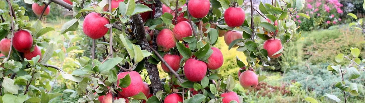 Особливості посадки і догляду за яблунею сорти Орловське смугасте