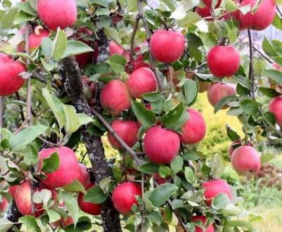 Особливості посадки і догляду за яблунею сорти Орловське смугасте