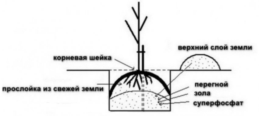 Схема посадки саджанці яблуні Схема посадки саджанці яблуні