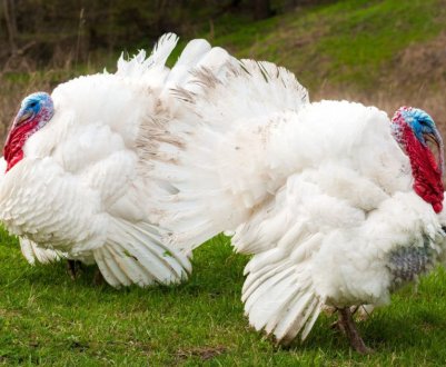 Індики хайбрід конвертер: опис породи та особливості догляду