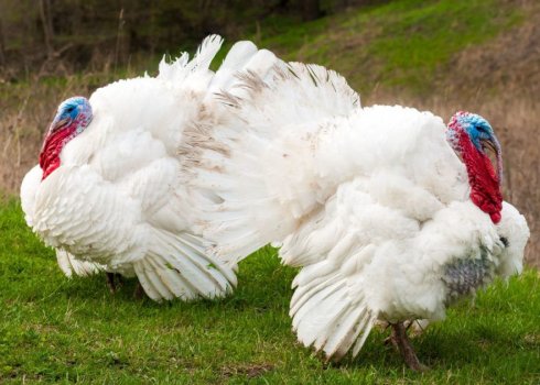 Індики хайбрід конвертер: опис породи та особливості догляду