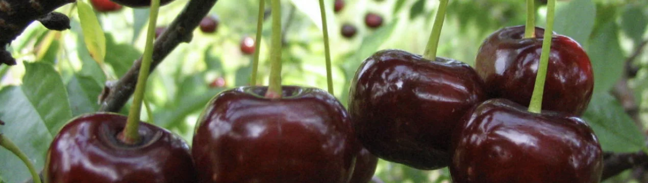Черешня Чернокоричневая имеет темно-коричневые ягоды