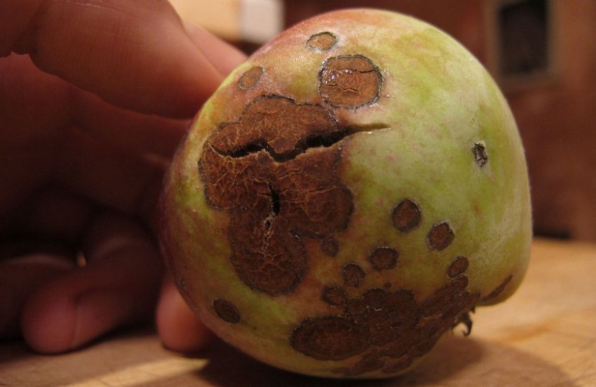 Парша яблуні