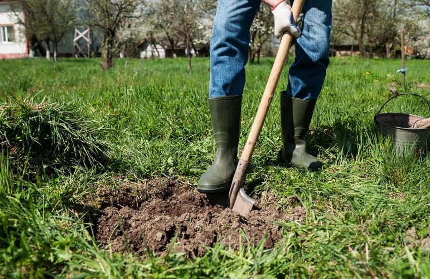 Місце для посадки яблуні