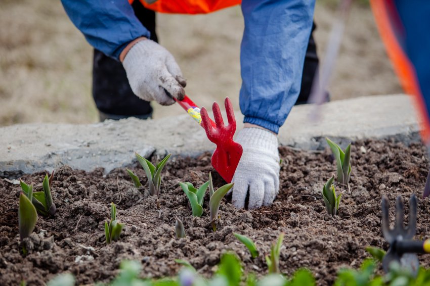 Посадка цибулинних Посадка цибулинних