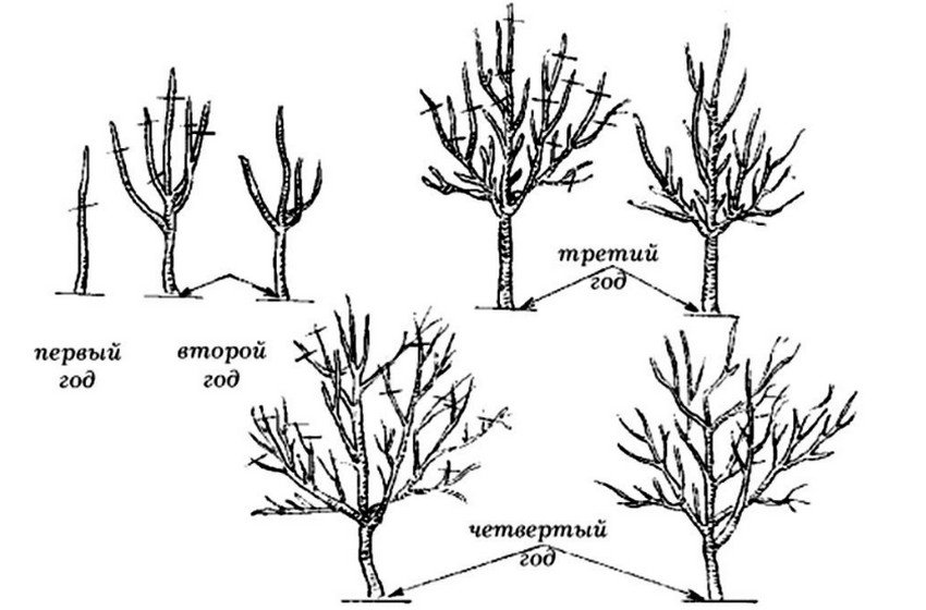 Обрізка яблунь