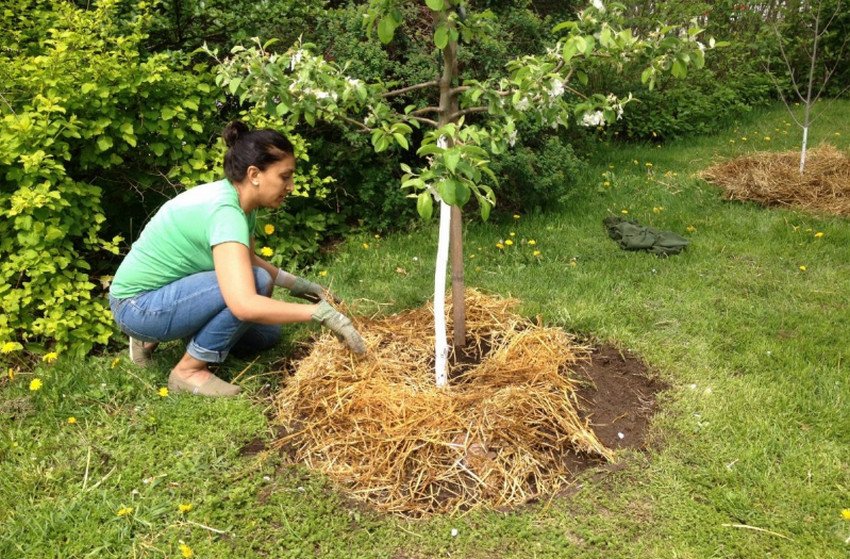 Мульчування пристовбурового кола яблуні