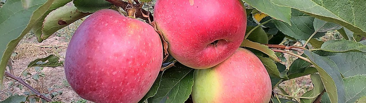 Подробная характеристика и особенности выращивания яблони сорта Былина