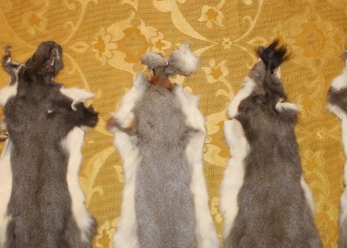 Как вычинить шкурку кролика дома