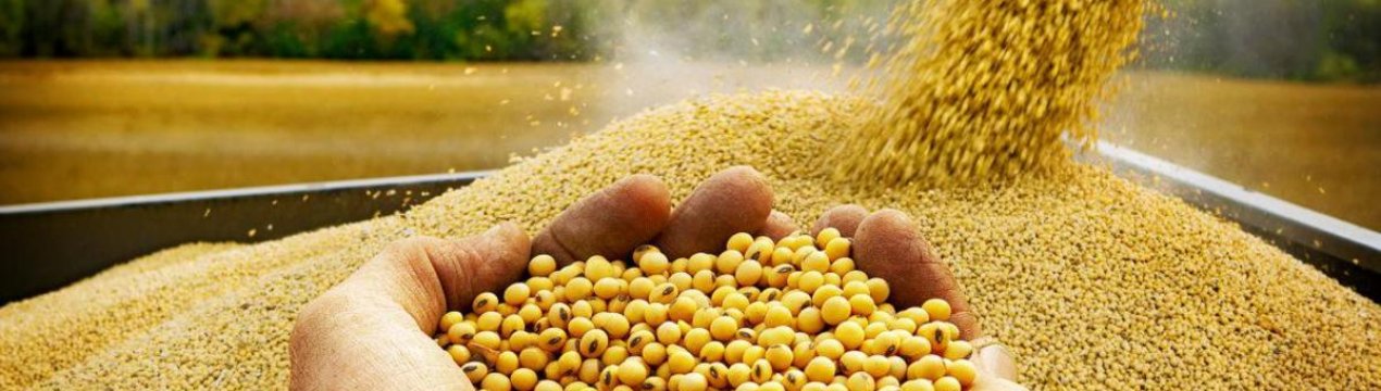 У березні може знизитися експорт бразильської сої