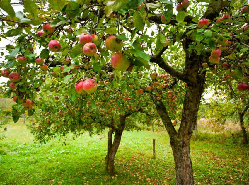 Сад с яблонями