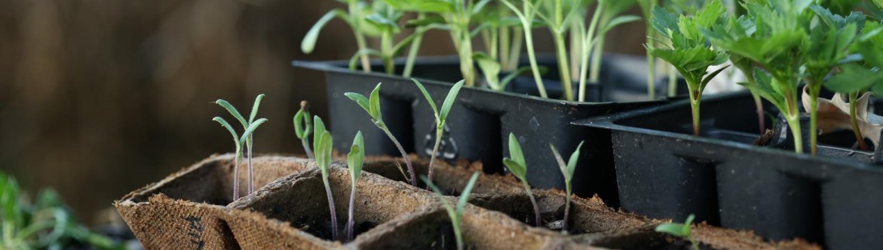 Місячний календар посадки насіння на розсаду в 2019 році