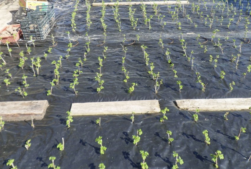 Малина під агроволокном