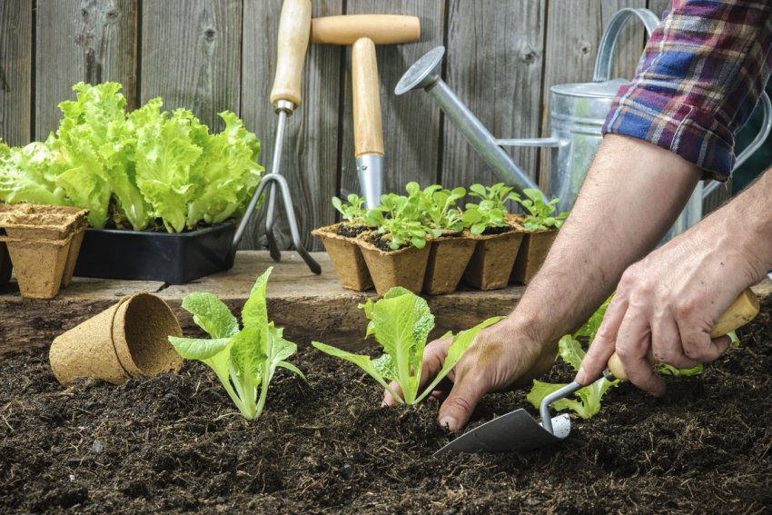 Висадка розсади