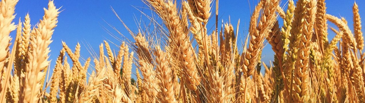 Урожай озимих в Україні може скоротитися на 20%