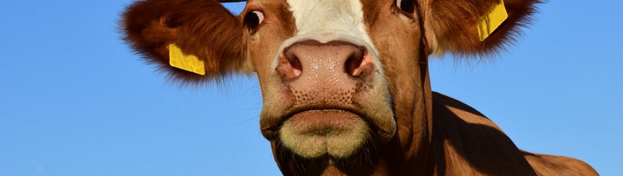 Близько 40% фермерів України планують збільшити поголів'я ВРХ