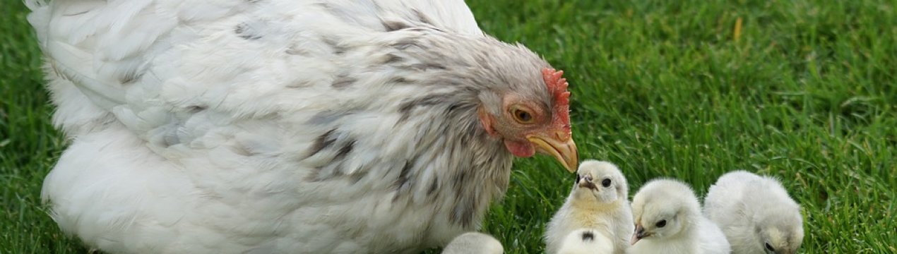 В Україні зростає виробництво комбікормів для домашньої птиці