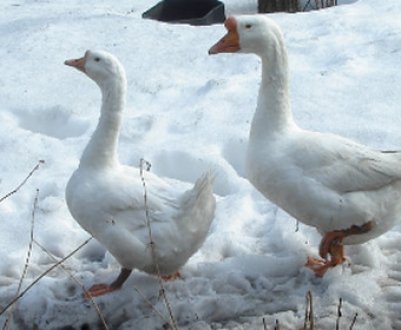 Чим і як правильно годувати гусей взимку в домашніх умовах