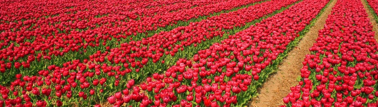 Маленька Голландія в Україні: тюльпанові поля закладені в Чернівецькій області