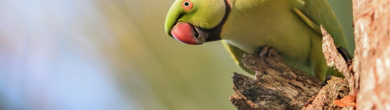 Папуги-наркомани «дістали» індійських фермерів