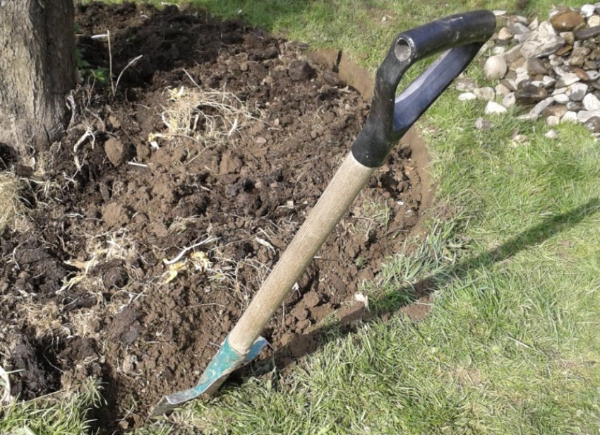 Розпушування грунту під яблунею