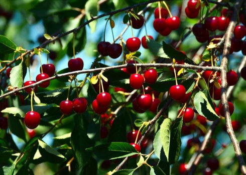 Ботанічний опис і характеристика вишні