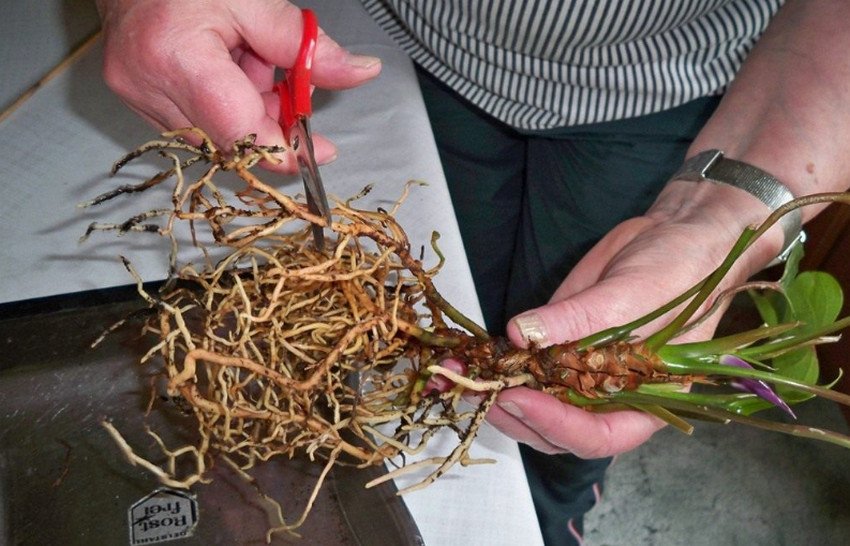 Пересадка хворого рослини Пересадка хворого рослини