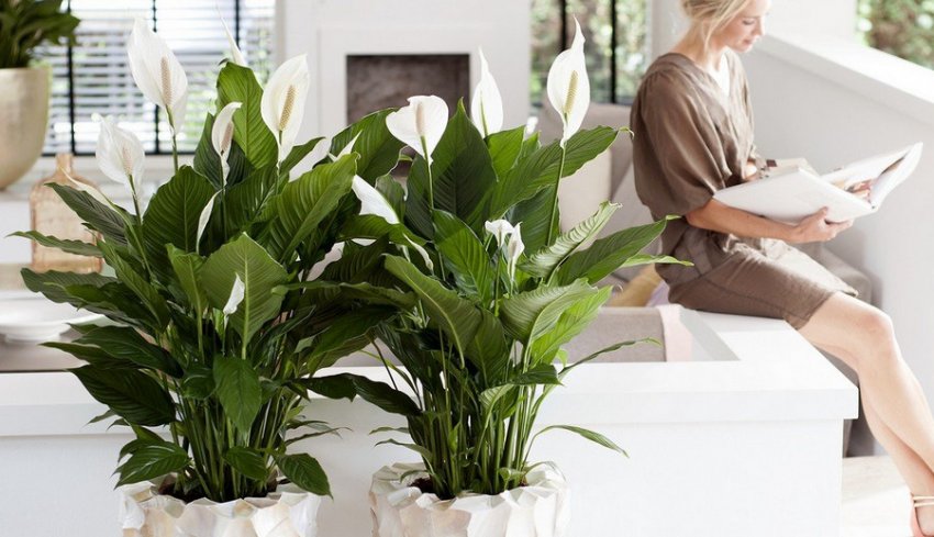 Квітка жіноче щастя Квітка жіноче щастя