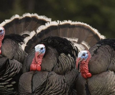 Синусит у індиків: симптоми, причини появи, лікування в домашніх умовах