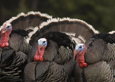 Синусит у індиків: симптоми, причини появи, лікування в домашніх умовах