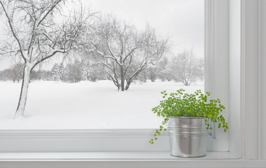 Кімнатна рослина на підвіконні Кімнатна рослина на підвіконні