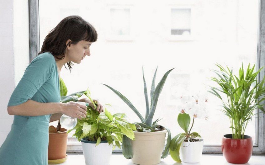 Обприскування кімнатного рослини Обприскування кімнатного рослини