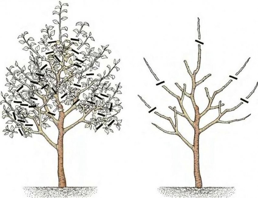 Правильная подрезка яблони